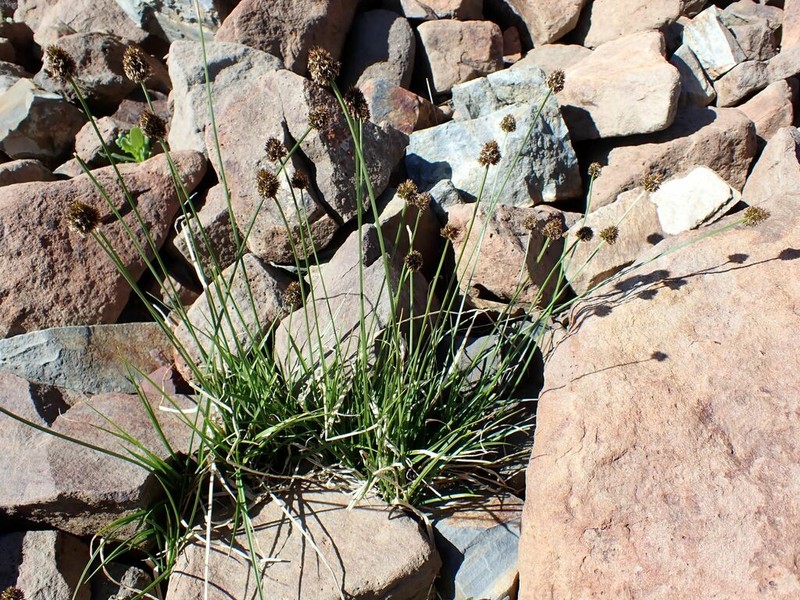Native Sedge photo 3