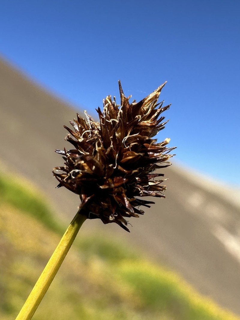 Native Sedge photo 4