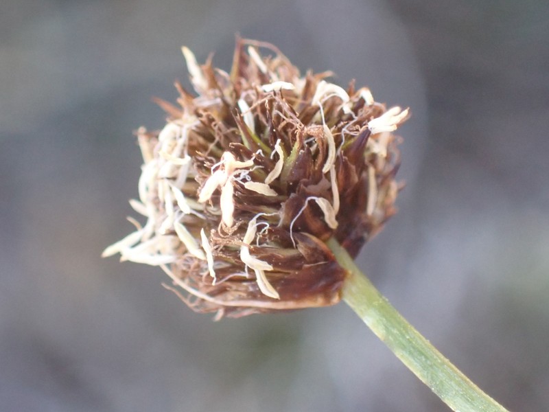 Native Sedge photo 5