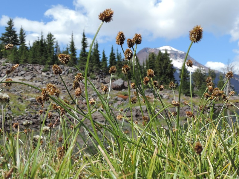 Native Sedge photo 6