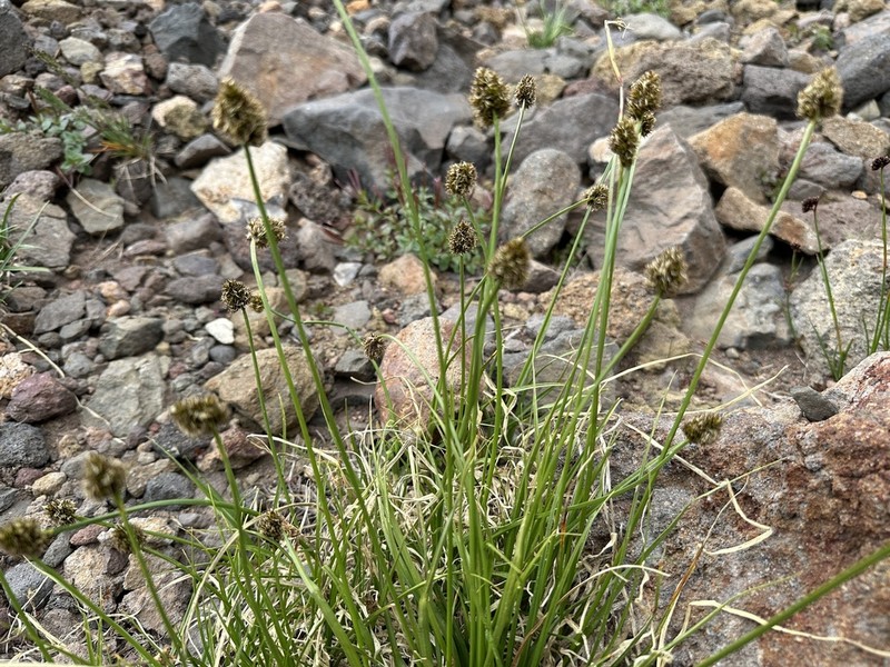Native Sedge photo 7