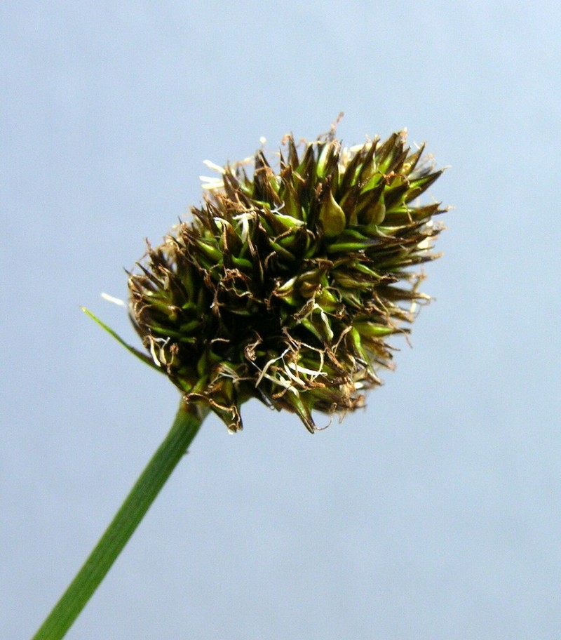 Native Sedge photo 8