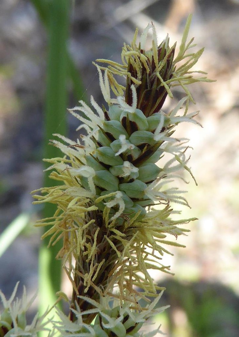 Warty Sedge