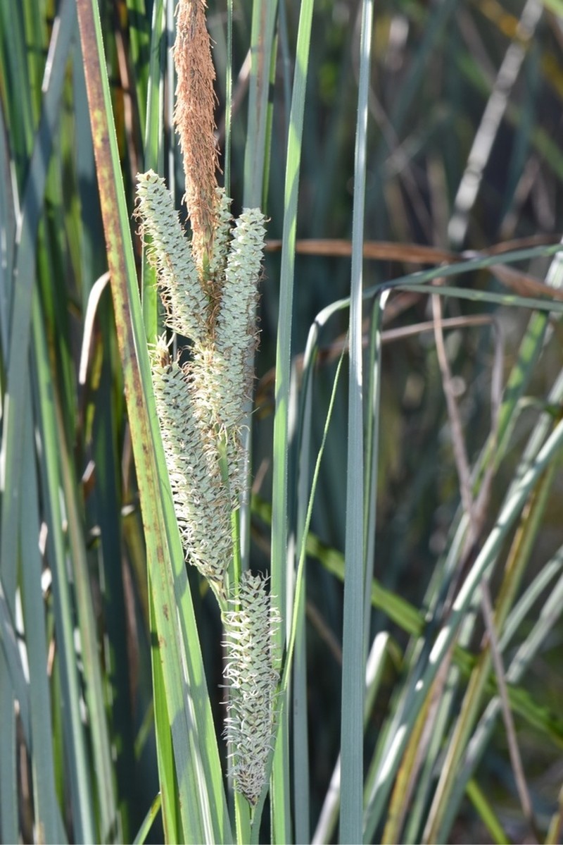 Warty Sedge photo 2
