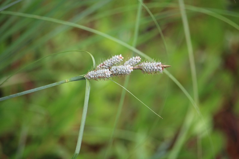 Warty Sedge photo 3
