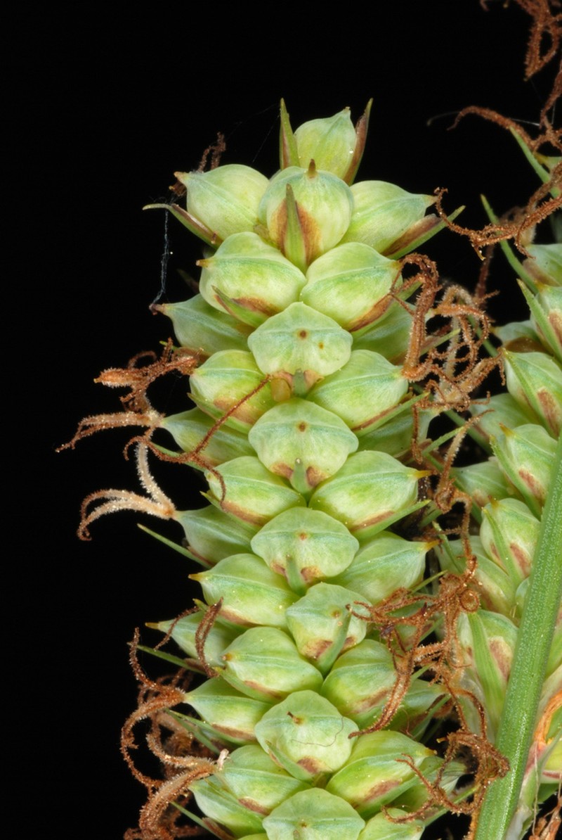 Warty Sedge photo 4