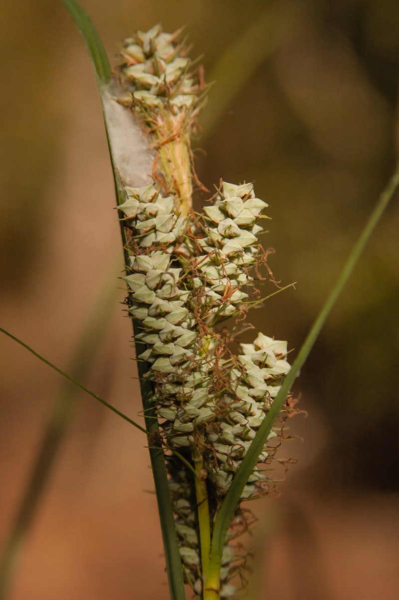 Warty Sedge photo 5