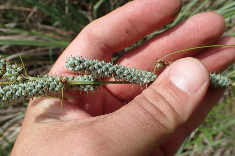 Warty Sedge photo 6