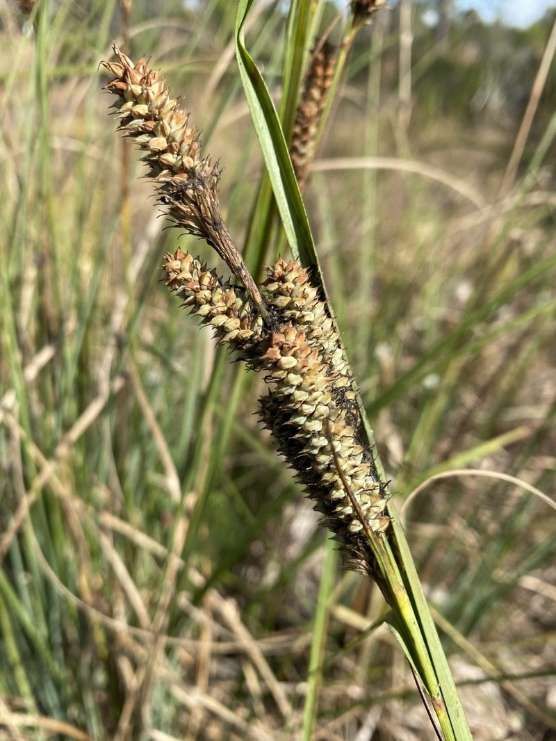 Warty Sedge photo 7