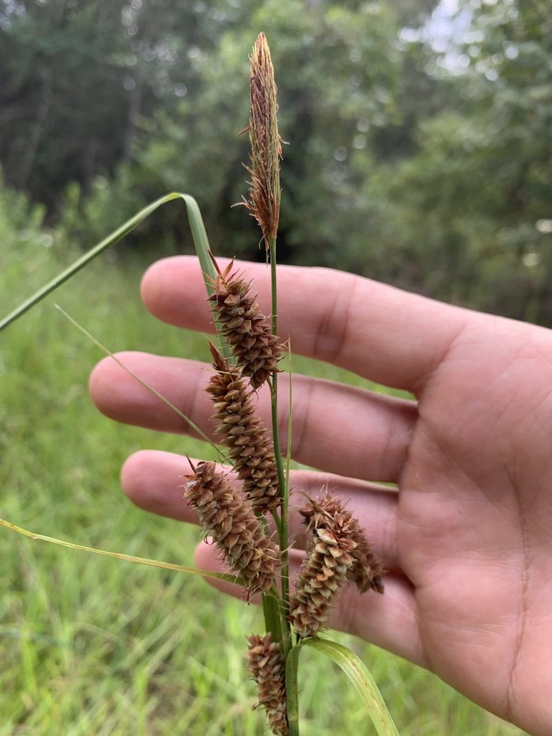 Warty Sedge photo 8