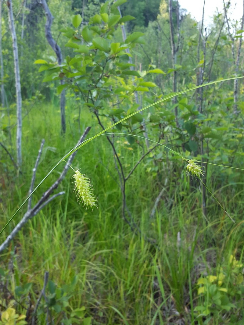 Blister Sedge