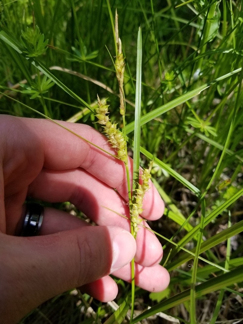 Blister Sedge photo 2