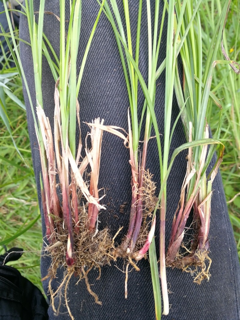 Blister Sedge photo 3