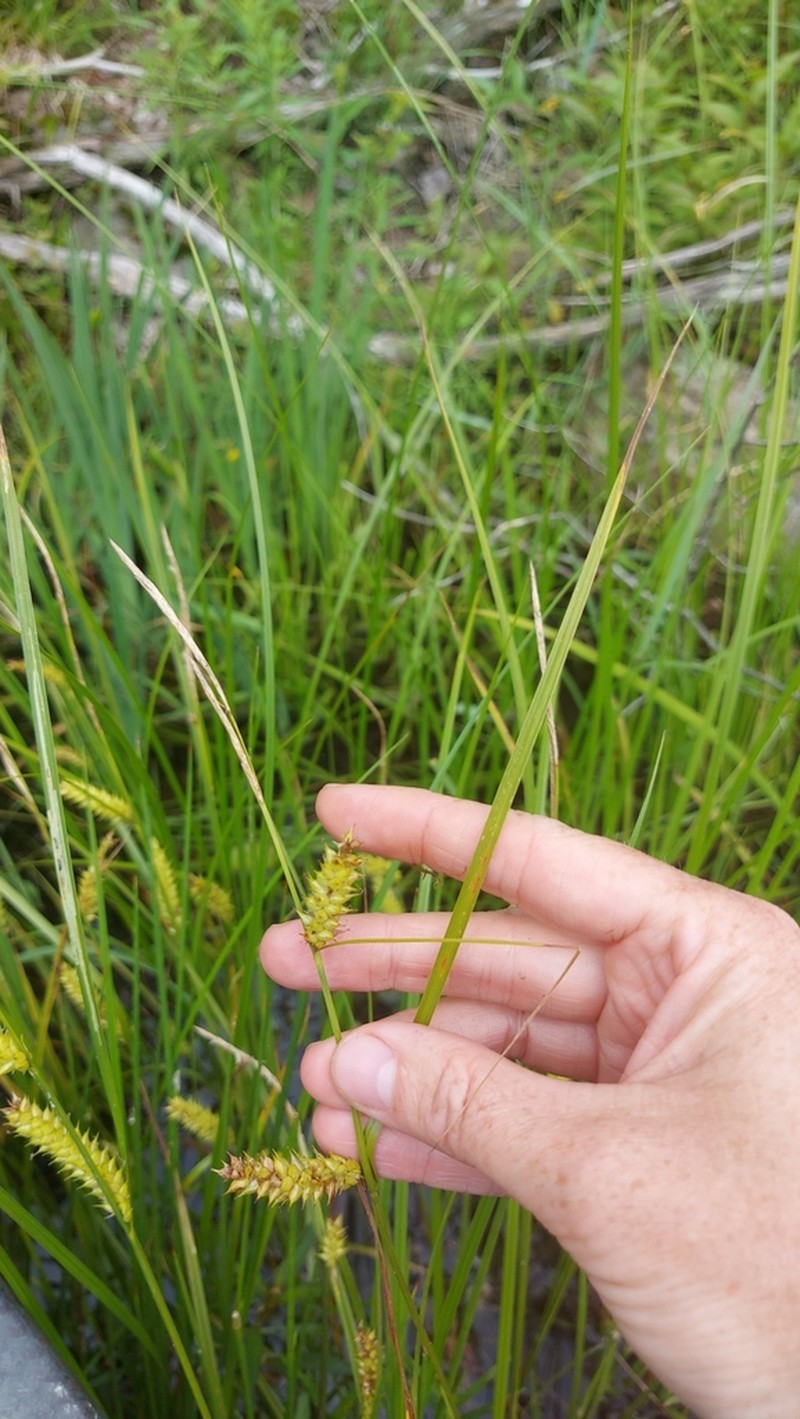 Blister Sedge photo 4