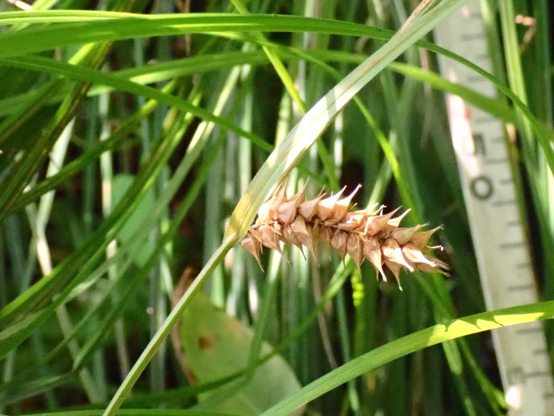 Blister Sedge photo 5