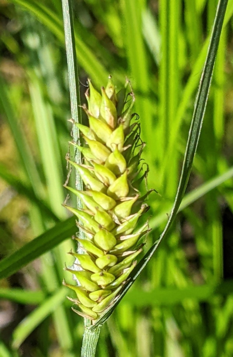 Blister Sedge photo 6
