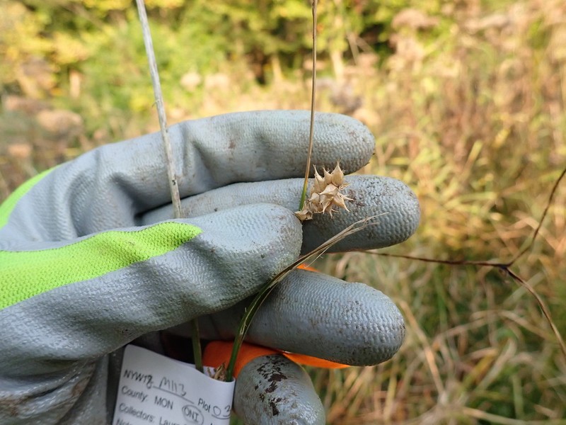 Blister Sedge photo 7