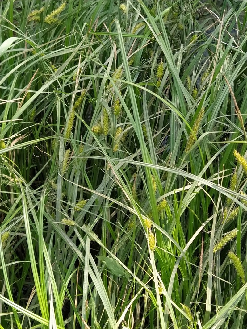 Blister Sedge photo 8