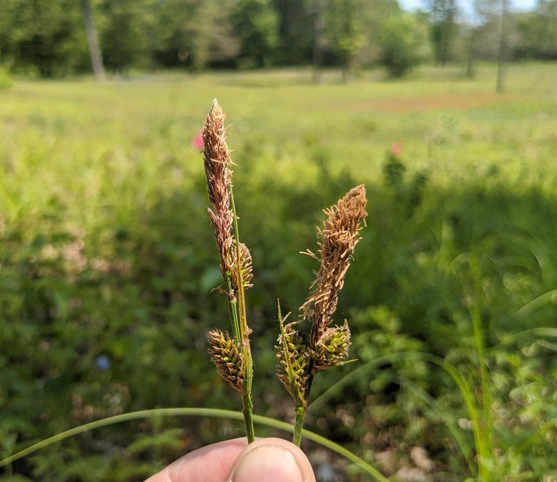 Velvet Sedge