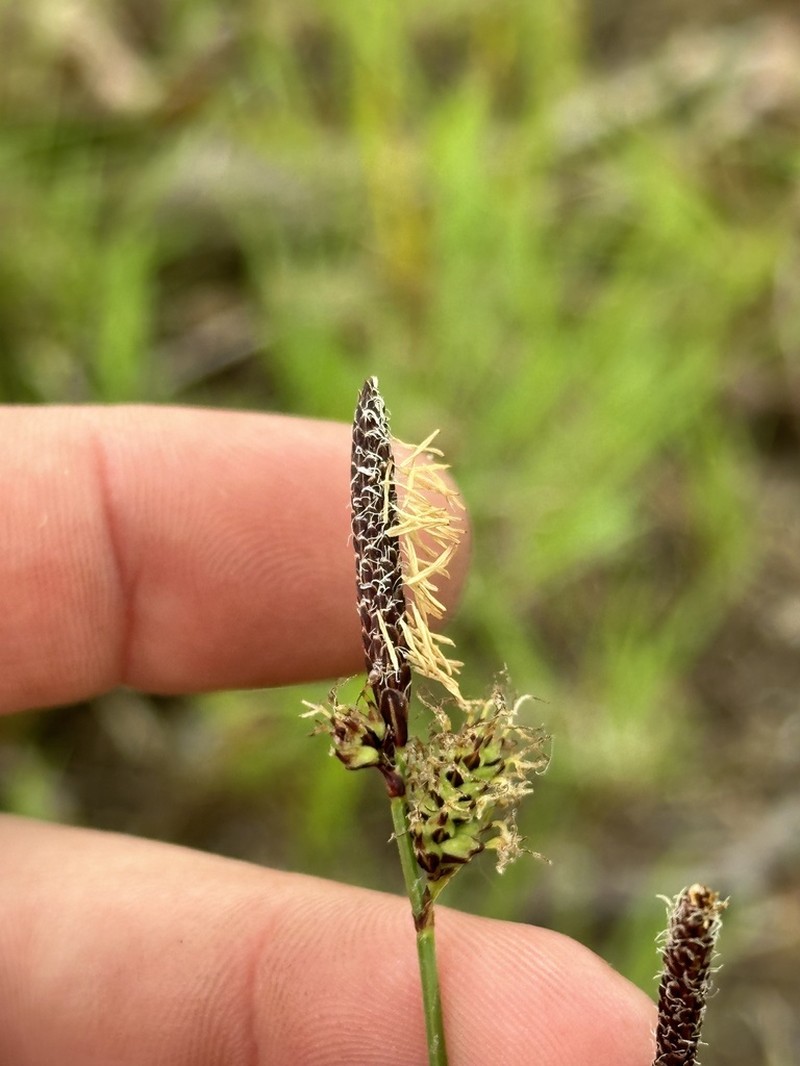 Velvet Sedge photo 2