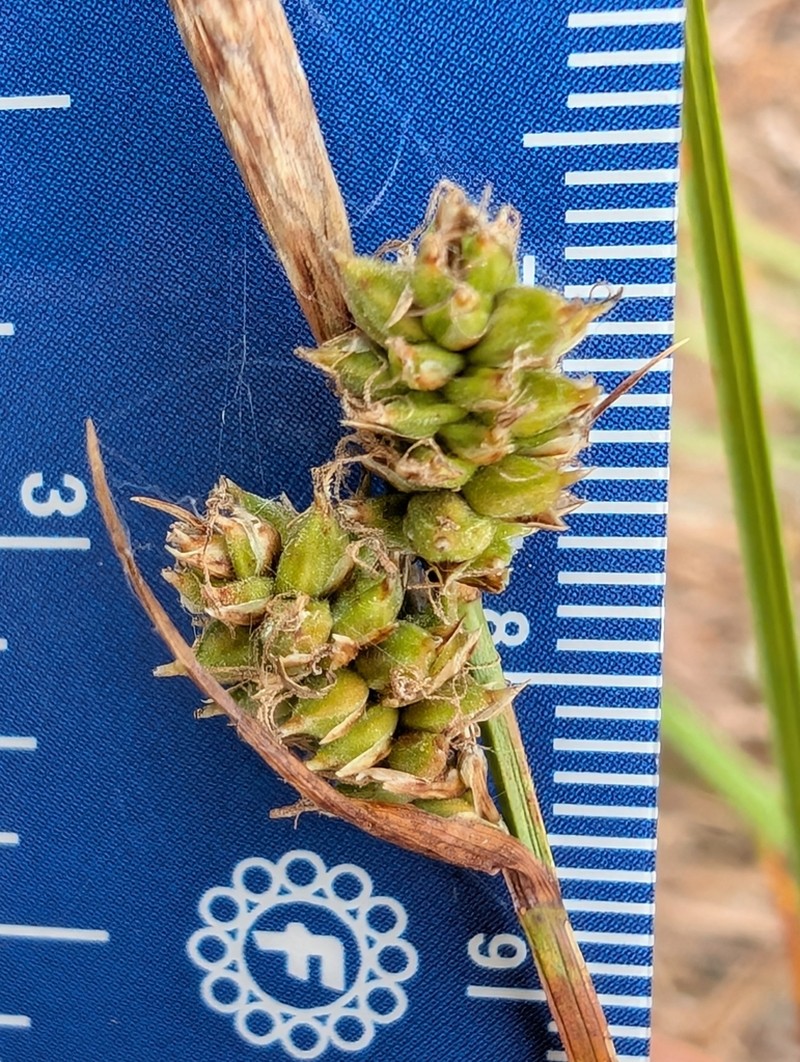Velvet Sedge photo 3
