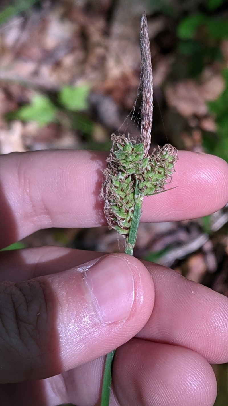 Velvet Sedge photo 4