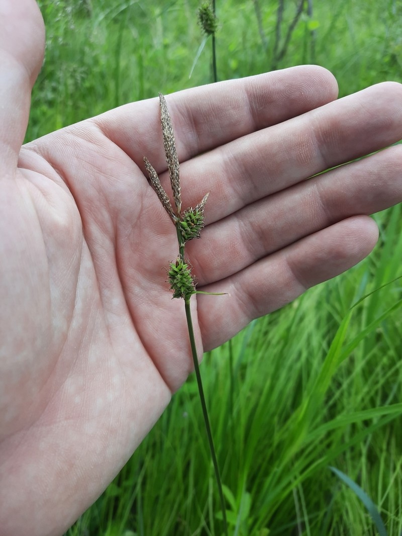Velvet Sedge photo 5