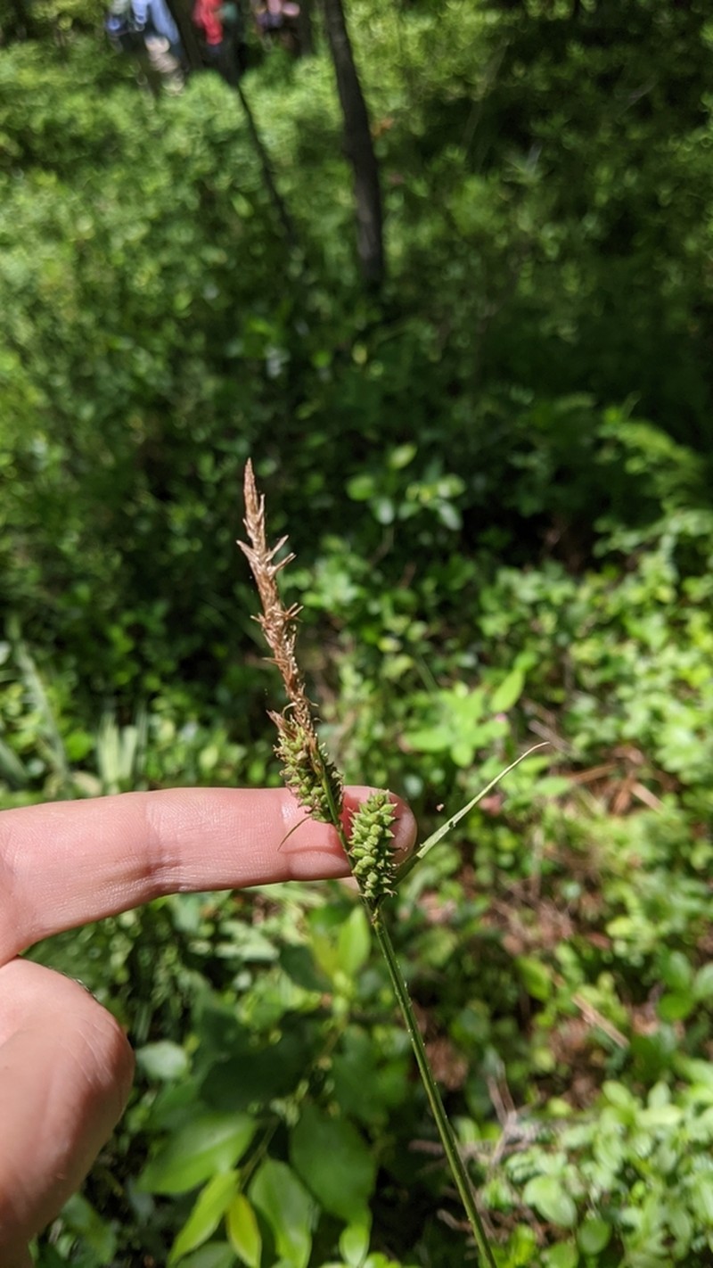 Velvet Sedge photo 6