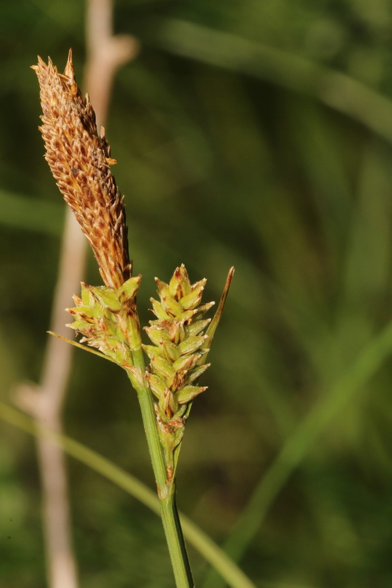 Velvet Sedge photo 7