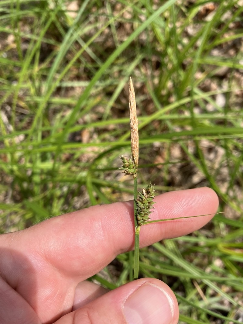 Velvet Sedge photo 8