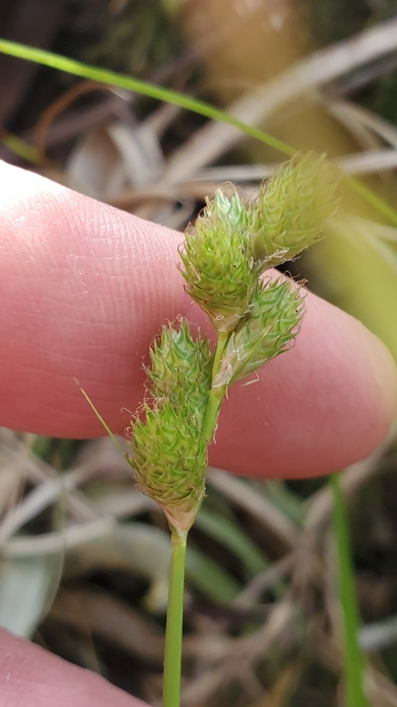 Florida Hammock Sedge