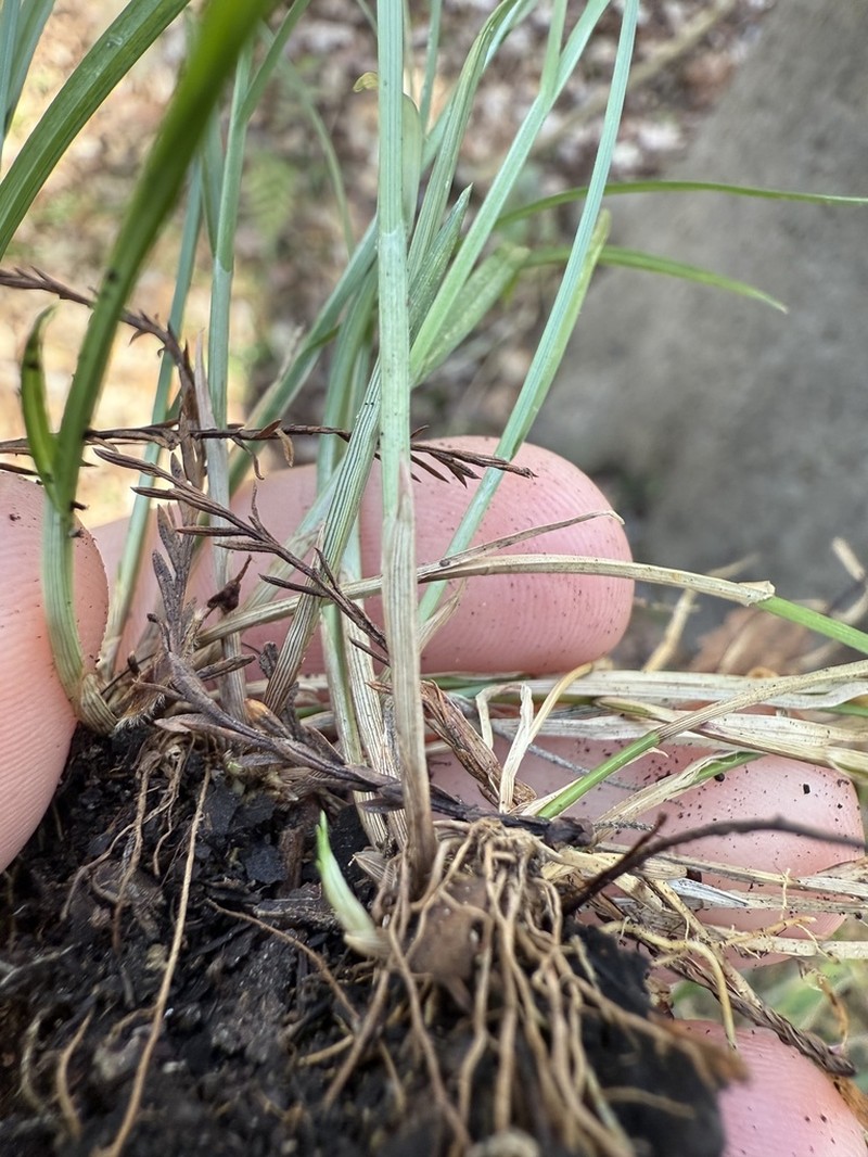 Florida Hammock Sedge photo 2