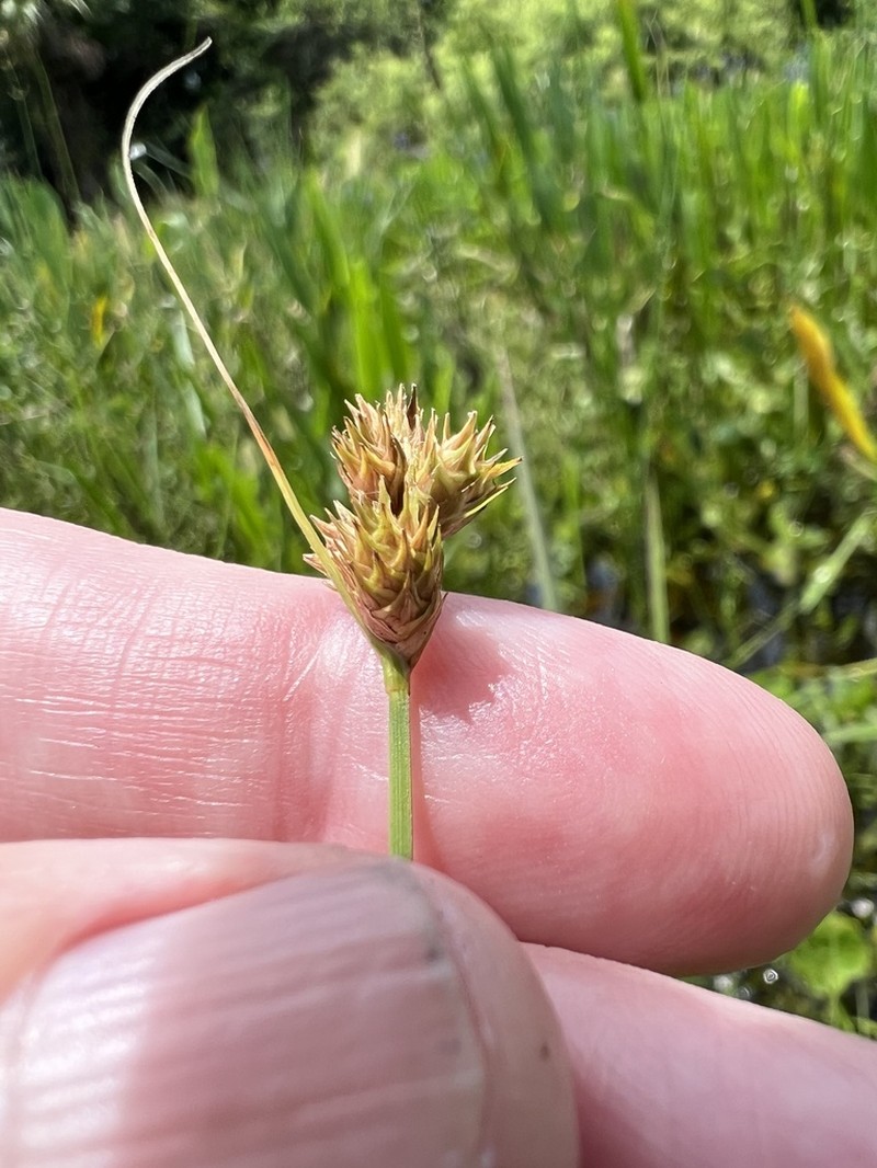 Florida Hammock Sedge photo 4