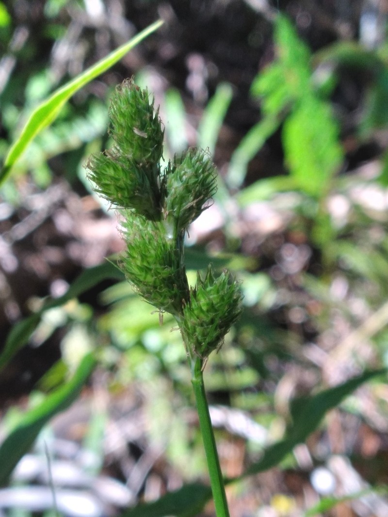 Florida Hammock Sedge photo 5