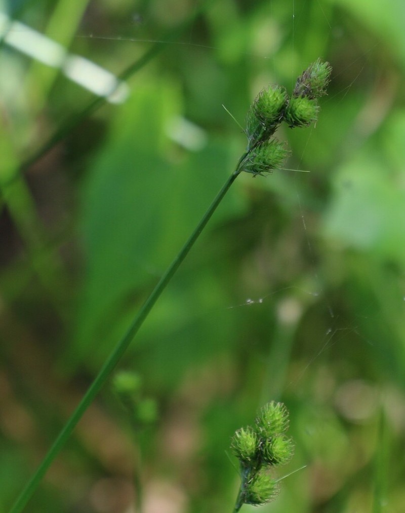 Florida Hammock Sedge photo 6