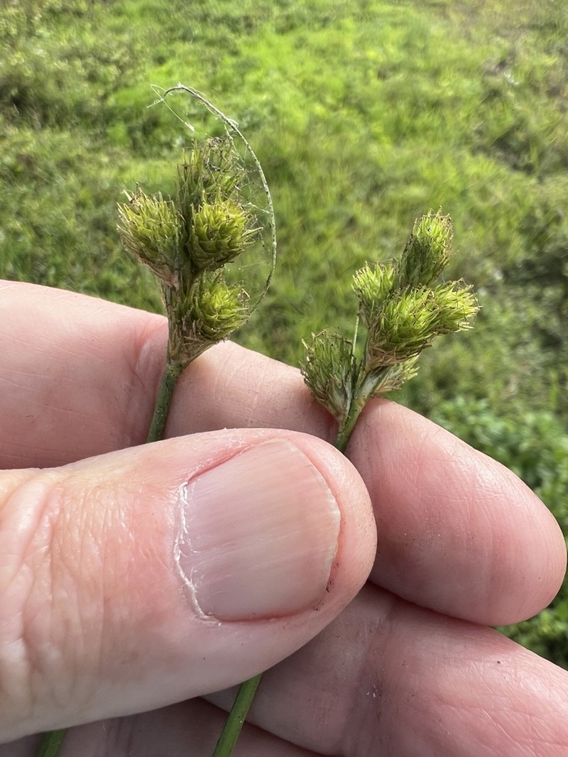 Florida Hammock Sedge photo 7