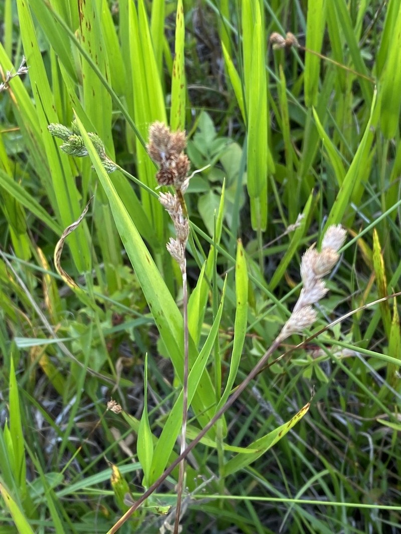 Florida Hammock Sedge photo 8