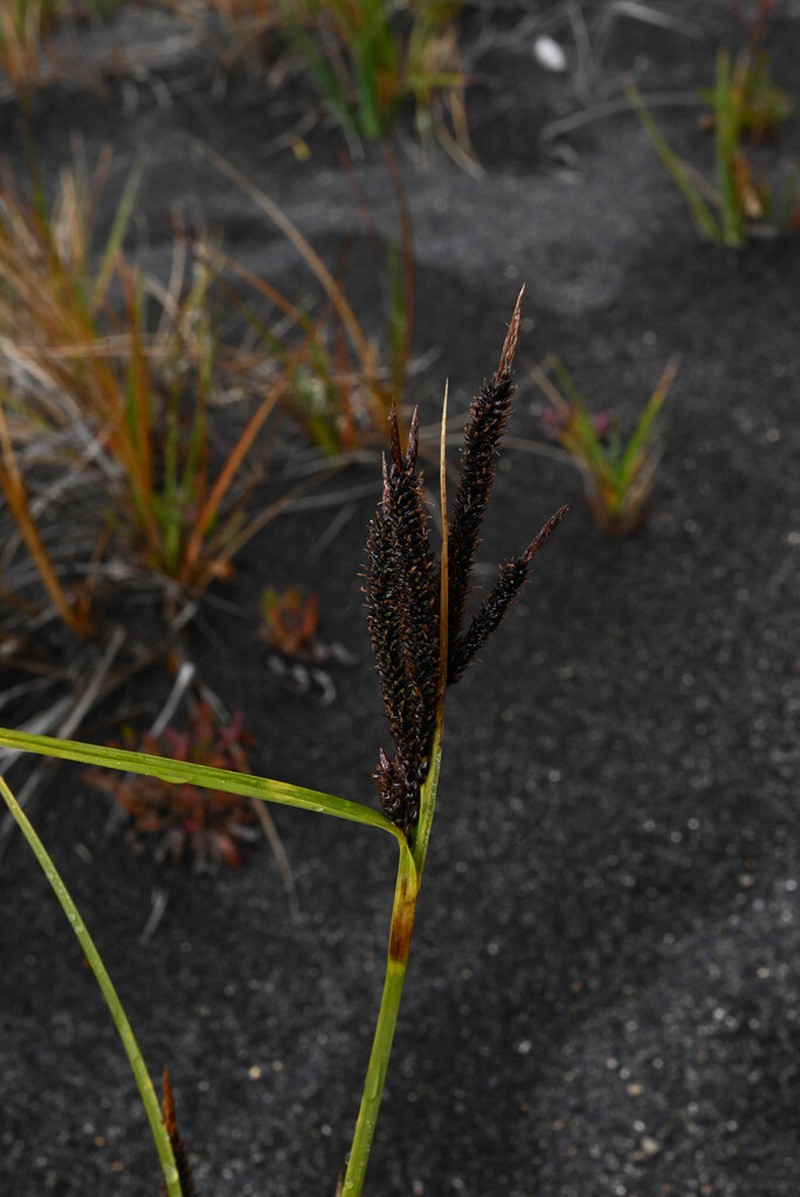 Carex via-aquae