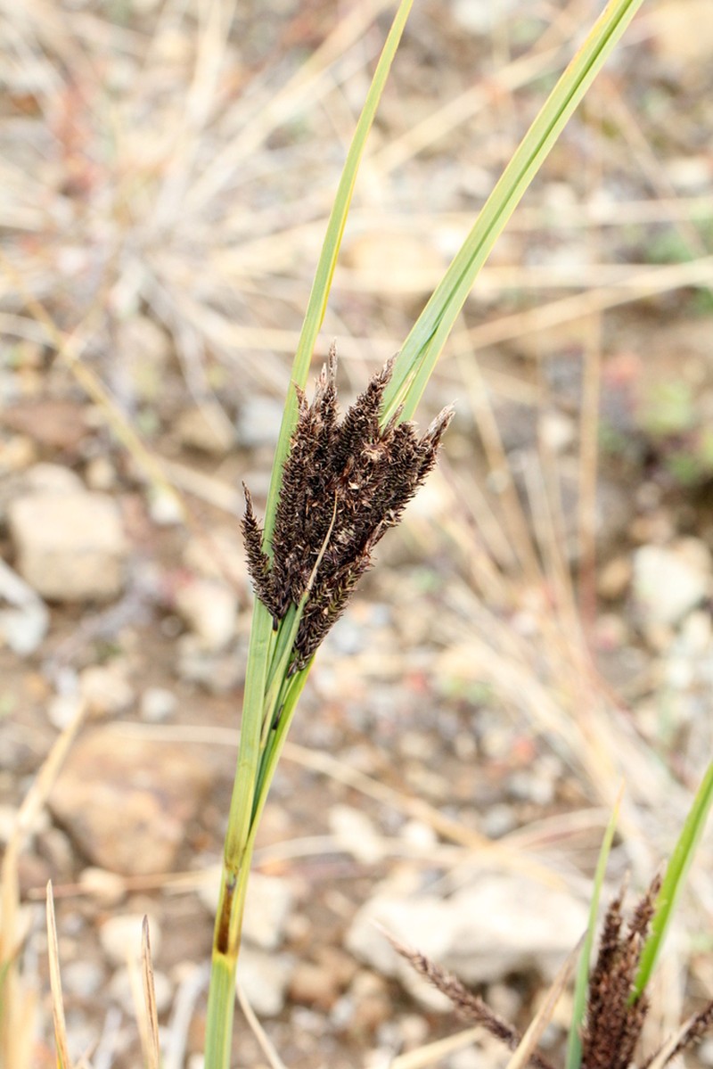 Carex via-aquae photo 2