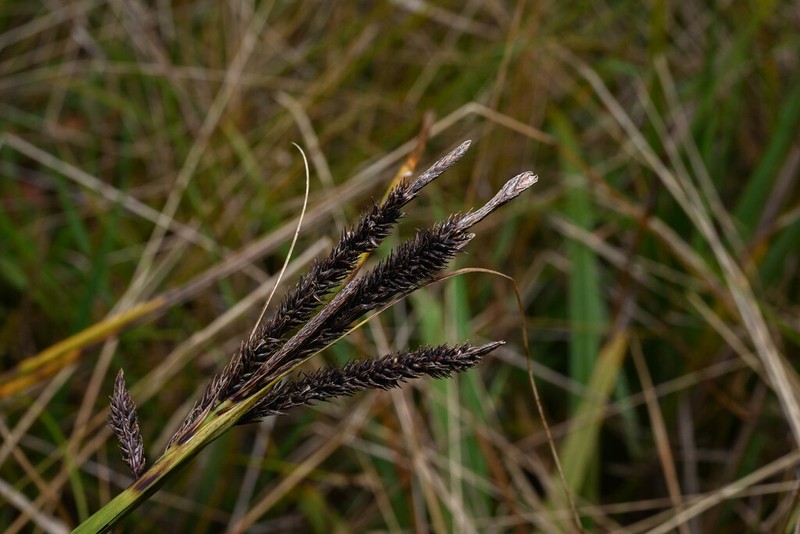 Carex via-aquae photo 3