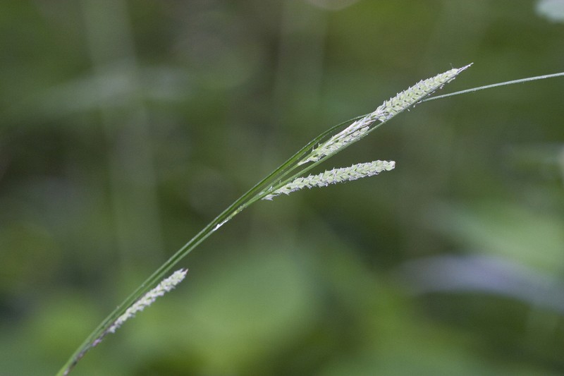 Ribbed Sedge