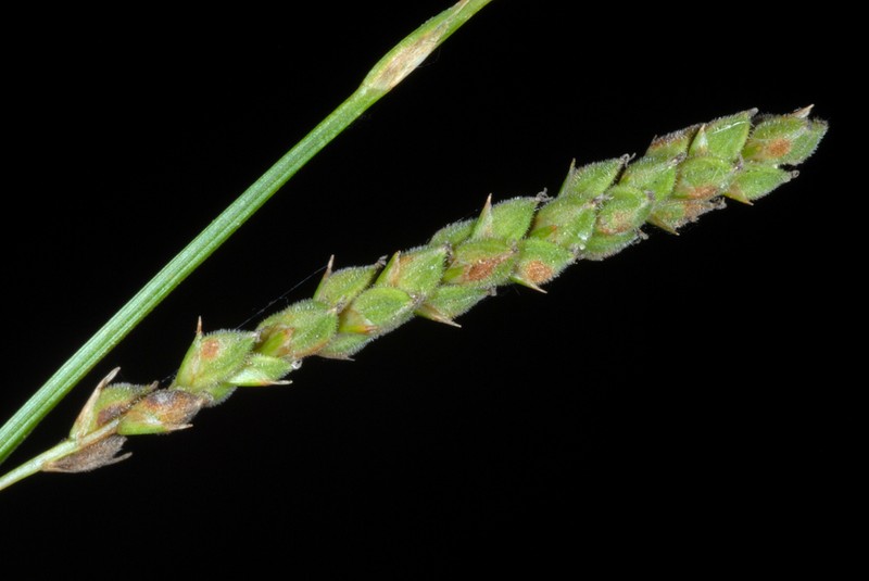 Ribbed Sedge photo 2