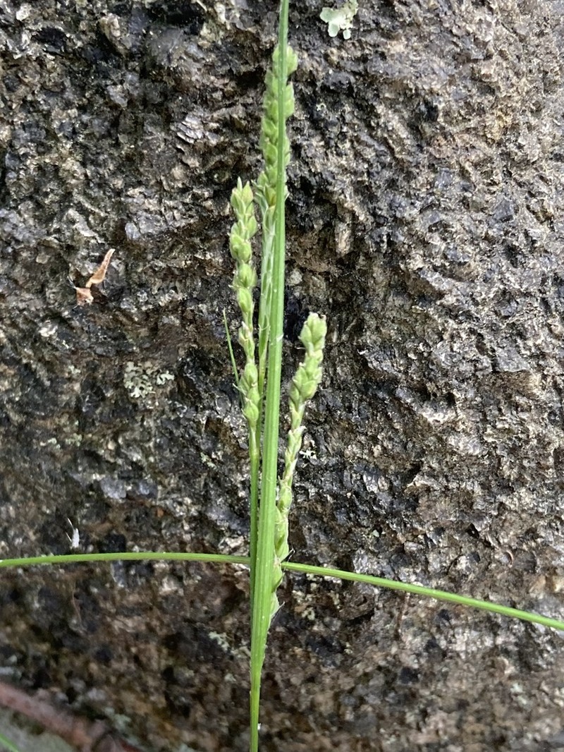 Ribbed Sedge photo 3