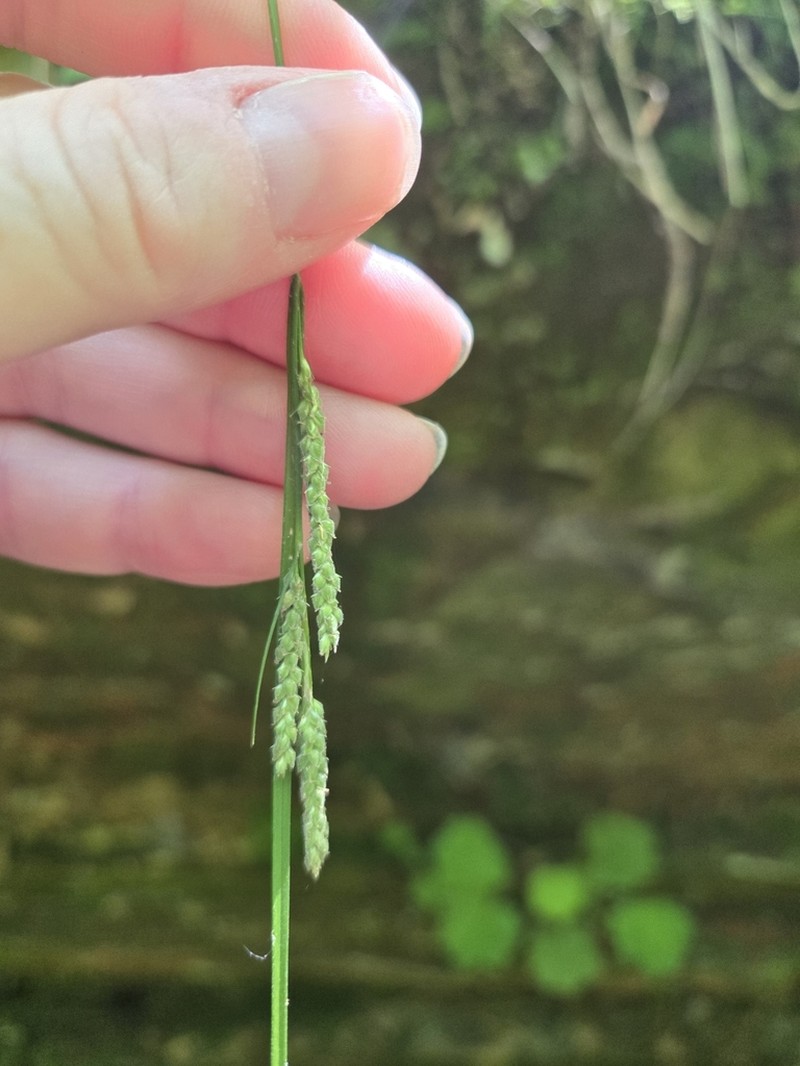 Ribbed Sedge photo 4