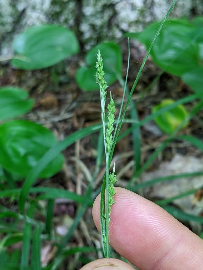 Ribbed Sedge photo 5
