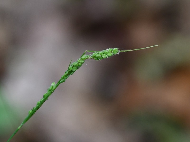 Ribbed Sedge photo 6