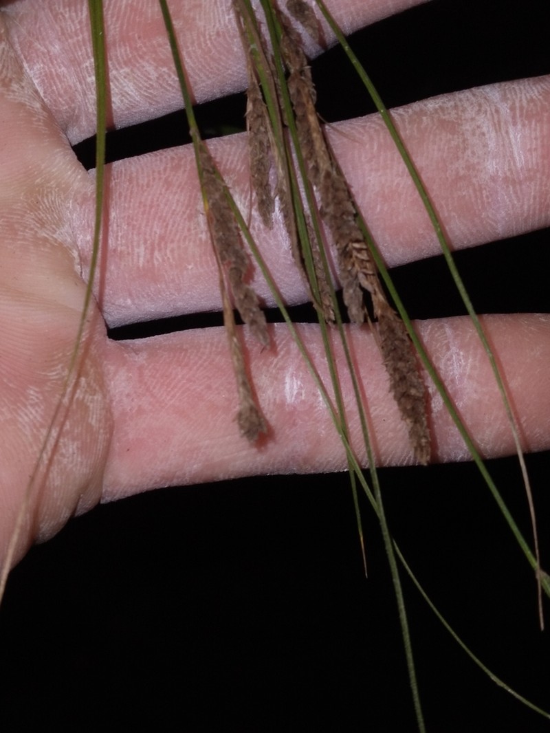 Ribbed Sedge photo 7