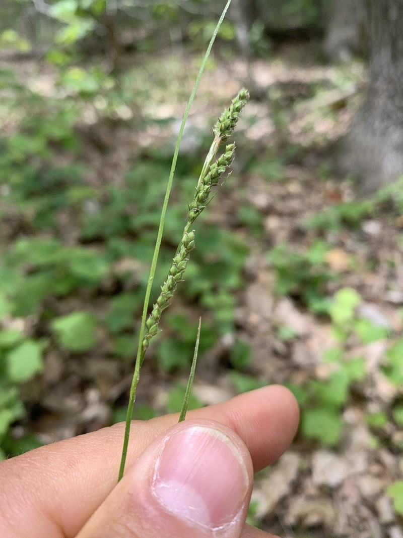 Ribbed Sedge photo 8