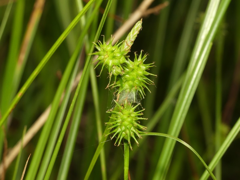 Greenstar Sedge