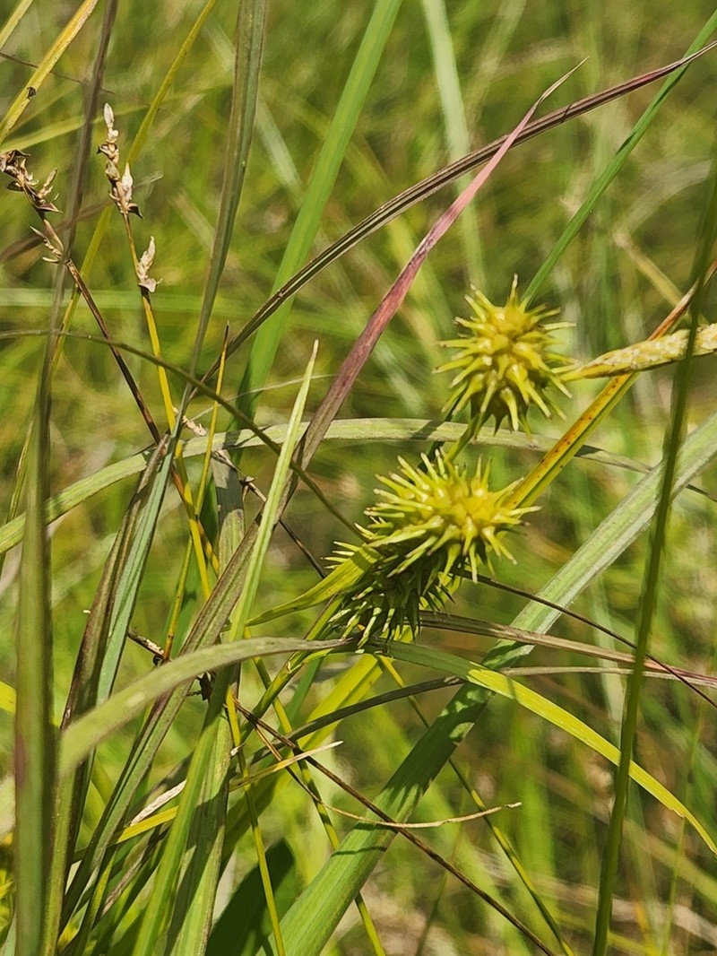 Greenstar Sedge photo 2